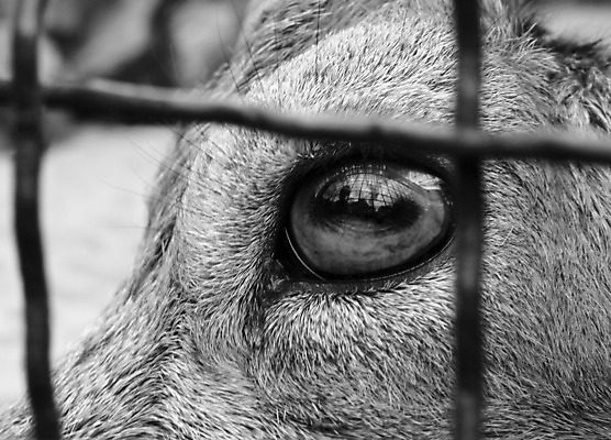 포토 JPG 해외이미지 동물 포유류 수염 털 사람없음 야외 울타리 반려동물 슬픔 기다림 좌절 보호 철사 새장 구걸 구식 해외202004 해외포토 감정 컨셉 모션 담장 케이지 파일형식 이미지허브