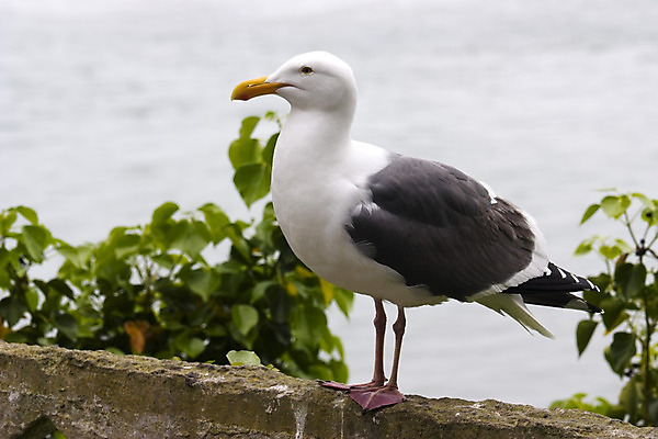 포토 JPG 해외이미지 동물 섬 건축양식 공 조류 세포 사람없음 미국 만 펠리컨 교도소 감옥 캘리포니아 샌프란시스코 해외202004 해외포토 건축 북아메리카 파일형식 이미지허브