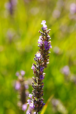 포토 JPG 해외이미지 식물 꽃잎 꽃 줄기 꽃다발 백그라운드 잎 꽃무늬 자연 사람없음 초록색 정원 여러개 봄 나뭇가지 신선 우아함 다발 배열 꽃집 유기농 원예 향기 부드러움 S 라벤더 해외202004 해외포토 나무 웰빙 알파벳 계절 컬러 다수 컨셉 무늬 취미 상점 감각 허브 생태계 냄새 파일형식 이미지허브