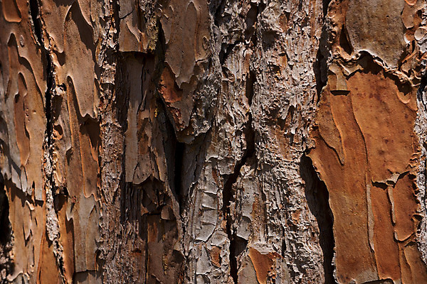 포토 JPG 해외이미지 나무 식물 백그라운드 패턴 자연 표면 추상 건조 사람없음 목재 갈색 환경 소나무 거친 피부 묘사 질감 잡동사니 내추럴 그런지 수목 옛날 울퉁불퉁 노화 해외202004 해외포토 컬러 컨셉 무늬 재료 신체부위 생태계 파일형식 이미지허브