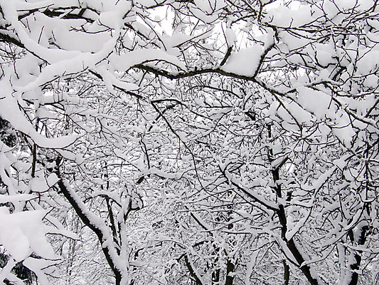 포토 JPG 해외이미지 공원 겨울 자연 사람없음 목재 추위 나뭇가지 서리 많음 해외202004 해외포토 나무 계절 공공시설 컨셉 재료 생태계 파일형식 이미지허브