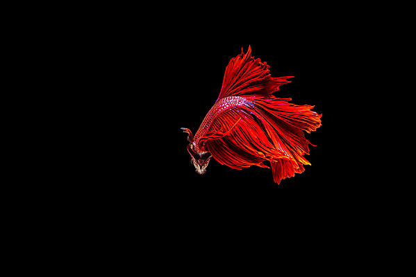 포토 JPG 해외이미지 동물 드레스 분홍색 포즈 백그라운드 모션 자연 불 불꽃 왕관 어류 취미 사람없음 반려동물 컬러풀 수영 희망 힘 달 흰색 용 고급 우아함 닫기 눈금 생물학 꼬리 싸움 수족관 노려봄 고립 이국적 해외202004 해외포토 자연요소 옷 교육 감정 컬러 컨셉 표정 수중동물 수상스포츠 생태계 파일형식 이미지허브