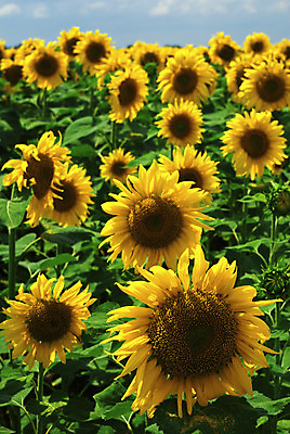 포토 JPG 해외이미지 식물 구름 계절 꽃잎 꽃 잎 밭 농업 자연 하늘 해바라기 풍경 사람없음 야외 초록색 여름 파란색 빛 컬러풀 햇빛 노란색 환경 맑음 활발 성장 가을 시골 뜨거움 흐림 밭일 생태학 해외202004 해외포토 자연요소 교육 산업 컬러 컨셉 날씨 태양 생태계 파일형식 이미지허브