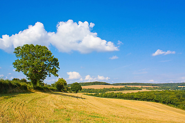 포토 JPG 해외이미지 나무 식물 구름 계절 음식 밭 농업 자연 하늘 옥수수 풍경 사람없음 야외 여름 파란색 농작물 햇빛 농장 농경지 노란색 맑음 수확 성장 가을 시골 원형 황금 낟알 땅 자르기 시리얼 밀 장면 뭉치 밀짚 내추럴 밭일 수평선 해외202004 해외포토 자연요소 도형 산업 컬러 모션 날씨 곡류 태양 짚 생태계 파일형식 이미지허브