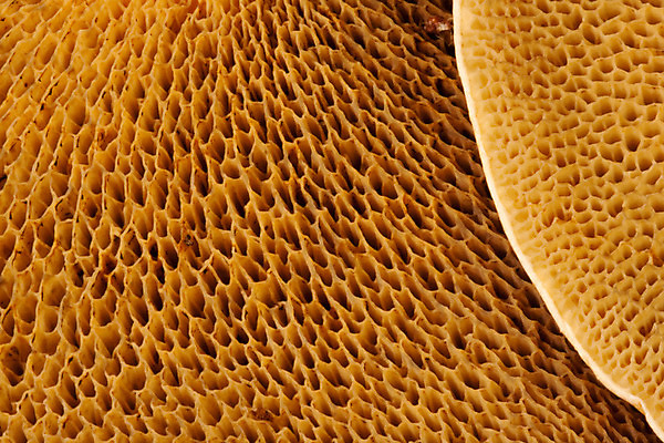 포토 JPG 해외이미지 선 추상 사람없음 노란색 흰색 질감 튜브 스펀지 내추럴 해외202004 해외포토 컬러 무늬 파일형식 이미지허브