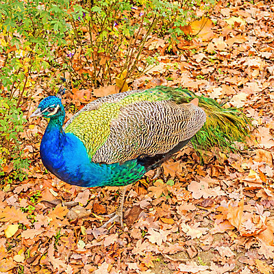 포토 JPG 해외이미지 동물 남자 야생동물 백그라운드 잎 패턴 자연 조류 기술 동물원 사람없음 가로 초록색 파란색 컬러풀 머리 걷기 활발 의식 우아함 공작 전시회 깃털 꼬리 부리 목 보여주기 꿩 수탉 내추럴 멀티 웅장함 터키석 해외202004 해외포토 식물 컬러 컨셉 무늬 모션 사람 신체부위 전시 닭 보석 수컷 생태계 파일형식 이미지허브