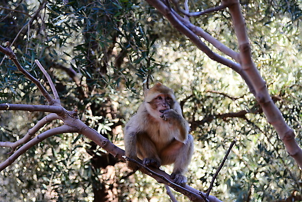 포토 JPG 해외이미지 동물 감정 아시아 야생동물 여행 생각 포유류 자연 털 사람없음 야외 머리 귀여움 원숭이 원시시대 해외202004 해외포토 나라 컨셉 신체부위 역사 생태계 파일형식 이미지허브