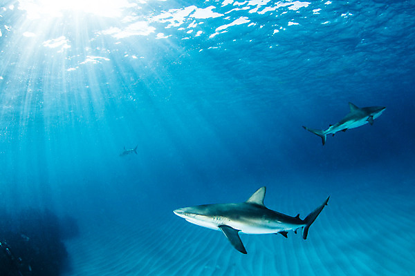 포토 JPG 해외이미지 바다 여행 자연 어류 사람없음 야외 바닷속 산호 육식동물 암초 해외202004 해외포토 동물 수중 수중동물 자포동물 생태계 파일형식 이미지허브
