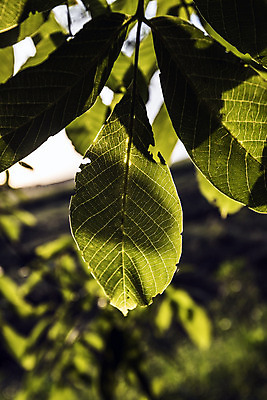 포토 JPG 해외이미지 모양 나무 식물 잎 자연 표면 사랑 사람없음 물 평화 환경 힘 활발 자유 성장 시골 시간 오픈 순수 순환 정맥 산소 강렬 영양분 완전 해외202004 해외포토 자연요소 감정 컨셉 모션 원소 생태계 혈관 파일형식 이미지허브