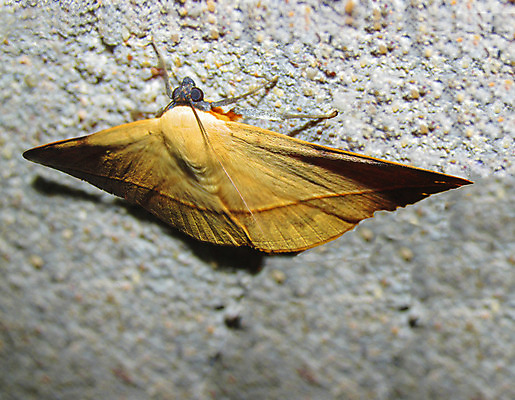 포토 JPG 해외이미지 나비 잎 사람없음 노란색 나방 해외202004 해외포토 식물 컬러 곤충 파일형식 이미지허브