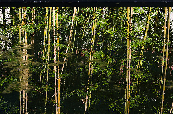 포토 JPG 해외이미지 나무 식물 아시아 문화 선 줄기 백그라운드 잎 패턴 자연 추상 미술 동양인 사람없음 가로 초록색 물 강 반사 환경 정원 일본 중국 봄 활발 성장 나뭇가지 신선 숲 신비 당구 대나무 원예 동쪽 내추럴 생태학 옛날 해외202004 해외포토 자연요소 계절 교육 나라 컬러 컨셉 무늬 문화예술 인종 취미 구기 방향 생태계 파일형식 이미지허브