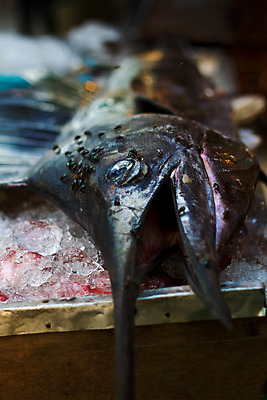 포토 JPG 해외이미지 동물 아시아 얼굴 바다 여행 태국 자연 낚시 어류 사람없음 여름 검은색 죽음 해산물 해외202004 해외포토 계절 나라 컬러 레저 신체부위 수중동물 생태계 파일형식 이미지허브