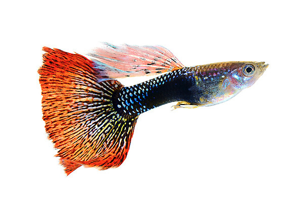 포토 JPG 해외이미지 동물 남자 백그라운드 이동 오렌지 모션 자연 어류 사람없음 장식 빨간색 물 반려동물 유행 검은색 수중 수영 신선 공작 꼬리 탱크 수족관 강렬 고립 해외202004 해외포토 자연요소 컬러 컨셉 과일 조류 사람 수중동물 수상스포츠 생태계 파일형식 이미지허브