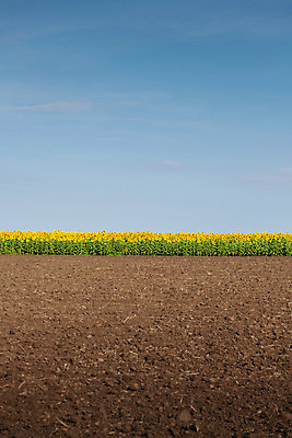 포토 JPG 해외이미지 식물 구름 꽃잎 꽃 잎 꽃무늬 패턴 밭 농업 오렌지 자연 하늘 해바라기 씨앗 풍경 사람없음 여름 파란색 농작물 컬러풀 햇빛 태양 노란색 정원 맑음 성장 벚꽃 시골 원형 개화 유기농 꽃가루 천국 내추럴 넘어짐 밭일 해외202004 해외포토 자연요소 도형 웰빙 계절 산업 컬러 무늬 과일 모션 날씨 가루 생태계 파일형식 이미지허브