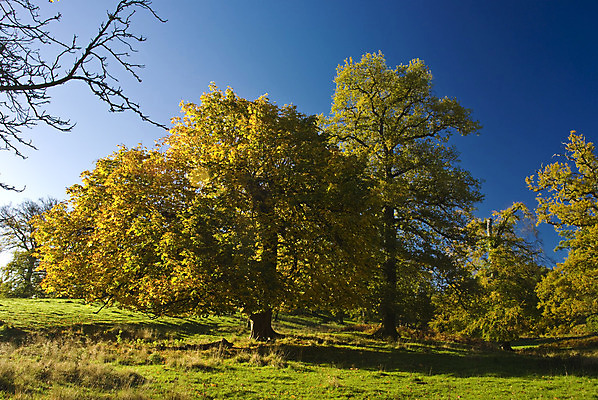 포토 JPG 해외이미지 나무 구름 영어 백그라운드 잎 농업 자연 하늘 영국 잉글랜드 풍경 사람없음 야외 초록색 여름 파란색 농장 농경지 평화 환경 봄 가을 나뭇가지 시골 고독 큼 땅 심볼 싱글 유기농 내추럴 고립 생태학 옛날 혼자 해외202004 해외포토 자연요소 식물 문자 웰빙 계절 교육 감정 유럽 산업 컬러 컨셉 크기 생태계 파일형식 이미지허브
