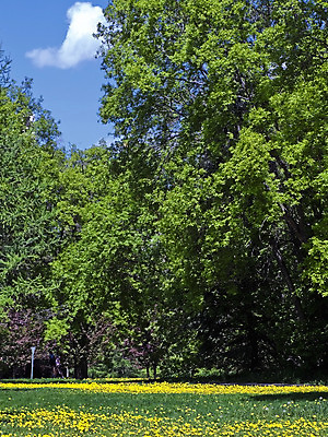 포토 JPG 해외이미지 나무 식물 구름 계절 공원 꽃 행복 백그라운드 잎 꽃무늬 밭 농업 자연 벽지 하늘 날씨 파노라마 풍경 사람없음 야외 초록색 여름 파란색 컬러풀 태양 노란색 평화 환경 맑음 침묵 봄 벚꽃 신선 고독 숲 민들레 땅 언덕 장면 내추럴 혼자 수평선 해외202004 해외포토 자연요소 공공시설 감정 산업 컬러 컨셉 무늬 촬영기법 소리 생태계 파일형식 이미지허브
