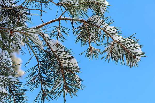포토 JPG 해외이미지 나무 식물 구름 디자인 계절 공원 여행 백그라운드 크리스마스 겨울 자연 하늘 표면 날씨 풍경 사람없음 야외 목재 초록색 파란색 빛 햇빛 태양 갈색 환경 맑음 냉동 얼음 검은색 추위 흰색 나뭇가지 소나무 숲 서리 장면 상록수 침엽수 층 전나무 원뿔 내추럴 가문비나무 해외202004 해외포토 자연요소 도형 공공시설 기념일 컬러 재료 생태계 파일형식 이미지허브
