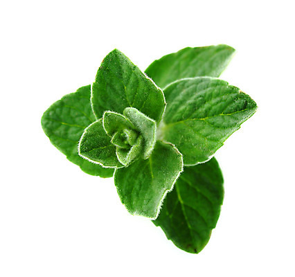 포토 JPG 해외이미지 식물 줄 음식 백그라운드 잎 농업 재료 건강 요리 사람없음 초록색 약 농장 정원 흰색 신선 양념 시장 다발 묶기 허브 향신료 보따리 원예 향기 아로마 향 아로마테라피 노끈 고립 백리향 해외202004 해외포토 산업 컬러 의학 모션 취미 냄새 테라피 향미료 파일형식 이미지허브