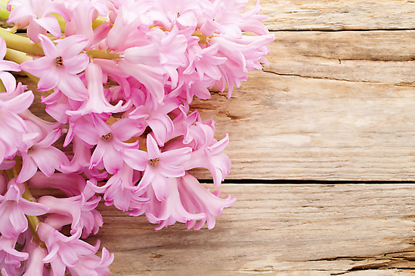 포토 JPG 해외이미지 식물 꽃 분홍색 꽃다발 잎 자연 사람없음 초록색 머리 봄 벚꽃 신선 오브젝트 블루벨 히아신스 해외202004 해외포토 계절 컬러 신체부위 생태계 파일형식 이미지허브