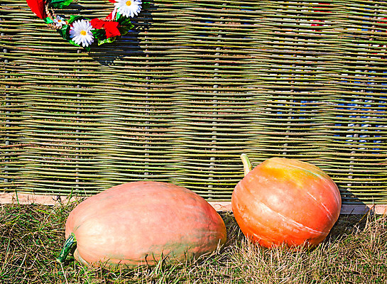 포토 JPG 해외이미지 식물 계절 음식 백그라운드 농업 채소 오렌지 자연 호박 휴가 새로움 건강 사람없음 목재 장식 초록색 농작물 울타리 컬러풀 농장 노란색 정원 화환 성장 가을 시골 큼 땅 심볼 준비 유기농 펜싱 스쿼시 10월 엮은 해외202004 해외포토 나무 웰빙 꽃 산업 스포츠 컬러 컨셉 과일 재료 담장 구기 날짜 크기 생태계 파일형식 이미지허브