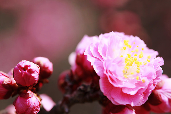 포토 JPG 해외이미지 나무 식물 공원 꽃잎 꽃 아시아 분홍색 여행 꽃무늬 자연 하늘 동양인 사람없음 파란색 일본 봄 벚꽃 흰색 나뭇가지 축하 체리 닫기 자두 오사카 해외202004 해외포토 계절 공공시설 나라 컬러 컨셉 무늬 과일 모션 인종 생태계 파일형식 이미지허브