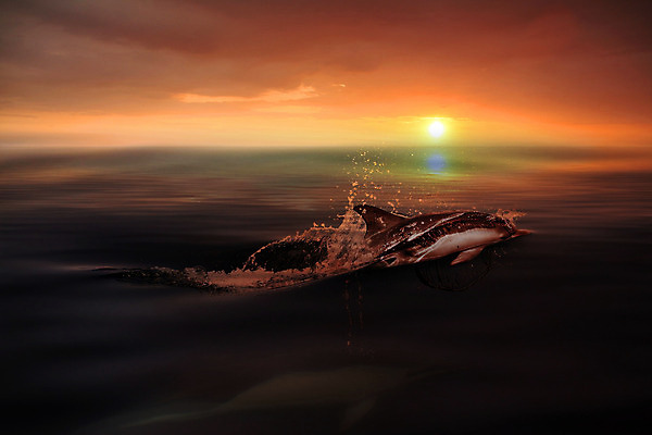 포토 JPG 해외이미지 동물 행복 아들 야생동물 바다 오렌지 포유류 놀이 하늘 생물 사람없음 초록색 물 파란색 반사 점프 수영 힘 일몰 기쁨 광선 게임 시간 떨어짐 돌고래 쇼 태평양 수영선수 대야 지능 해외202004 해외포토 자연요소 감정 컬러 컨셉 과일 가족 모션 운동선수 노을 수중동물 수상스포츠 파일형식 이미지허브