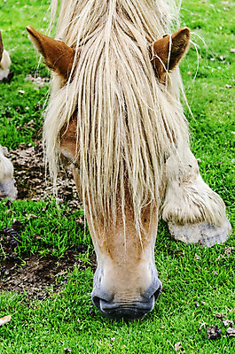 포토 JPG 해외이미지 동물 자연 산 사람없음 컬러풀 갈색 젖음 추위 자유 안개 스페인 싱글 무료 혼자 해외202004 해외포토 유럽 컬러 컨셉 날씨 생태계 파일형식 이미지허브