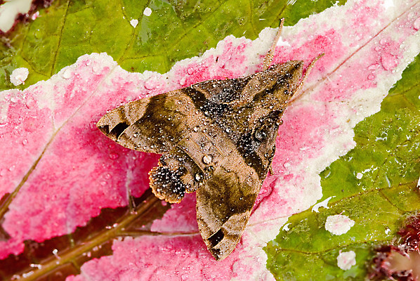 포토 JPG 해외이미지 디자인 계절 야생동물 선 나비 곤충 패턴 날개 오렌지 자연 안테나 앉기 사람없음 초록색 여름 컬러풀 갈색 노란색 정원 봄 벌레 폐기물 숲 묘사 나방 내추럴 강렬 그런지 무료 이국적 특별함 해외202004 해외포토 동물 컬러 컨셉 무늬 과일 통신 모션 쓰레기 생태계 파일형식 이미지허브