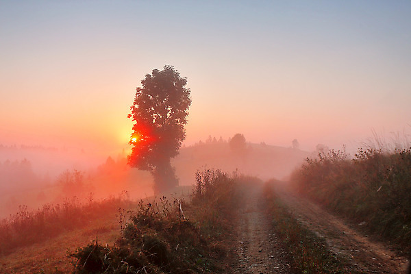 포토 JPG 해외이미지 나무 식물 도로 길 백그라운드 밭 농업 오렌지 자연 하늘 아침 산 풍경 사람없음 야외 목재 빨간색 초록색 여름 빛 햇빛 농장 일출 환경 목장 새벽 안개 가을 시골 땅 언덕 먼지 내추럴 뿌연 우크라이나 해외202004 해외포토 주간 자연요소 계절 유럽 산업 컬러 과일 재료 교통시설 날씨 태양 노을 생태계 파일형식 이미지허브
