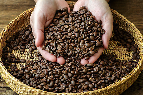 포토 JPG 해외이미지 식물 손 여자 커피 음료 음식 백그라운드 컨셉 아침 콩 관리 사람 사람없음 갈색 검은색 어둠 흐름 수확 흰색 시골 아침식사 굽기 질감 아로마 에스프레소 내추럴 단절 양조 옛날 카페인 해외202004 해외포토 주간 컬러 농업 곡류 신체부위 식사 구이 파일형식 이미지허브