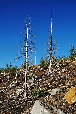 포토 JPG 해외이미지 나무 식물 자연 산 풍경 경사 사람없음 야외 목재 환경 죽음 언덕 부식 생태학 해외202004 해외포토 교육 재료 생태계 파일형식 이미지허브