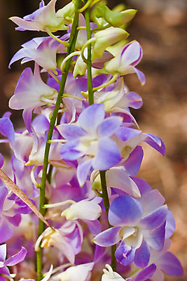 포토 JPG 해외이미지 식물 디자인 꽃잎 꽃 분홍색 꽃다발 잎 꽃무늬 패턴 자연 사람없음 장식 여름 환경 정원 보라색 봄 벚꽃 흰색 나뭇가지 시골 난초 우아함 닫기 배열 제비꽃 보케 향 내추럴 해외202004 해외포토 나무 계절 컬러 컨셉 무늬 모션 생태계 파일형식 이미지허브