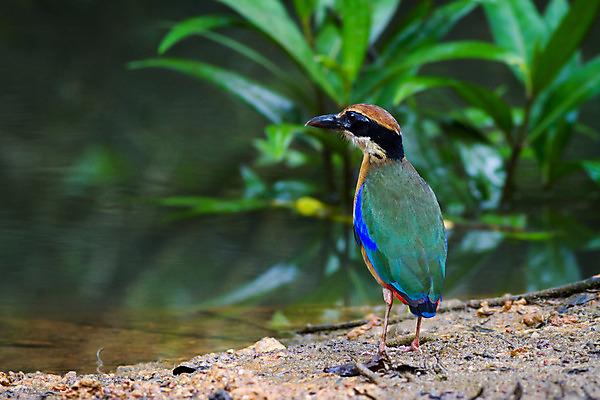 포토 JPG 해외이미지 응시 아시아 포즈 날개 청소년 태국 자연 조류 사랑 어류 사람없음 갈색 수집 슛 남쪽 땅바닥 해외202004 해외포토 동물 시선 감정 나라 컬러 바닥 사람 수중동물 방향 생태계 파일형식 이미지허브