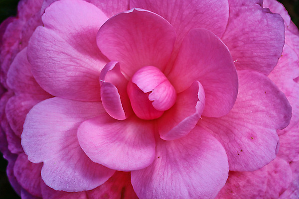 포토 JPG 해외이미지 식물 꽃 분홍색 잎 꽃무늬 태국 발렌타인데이 종류 사랑 풍경 사람없음 장식 초록색 정원 봄 우정 벚꽃 흰색 점 날짜 포르투갈 심볼 만족 감사 엽서 신트라 완전 해외202004 해외포토 계절 감정 유럽 아시아 컬러 컨셉 무늬 데이이벤트 친구 편지 파일형식 이미지허브