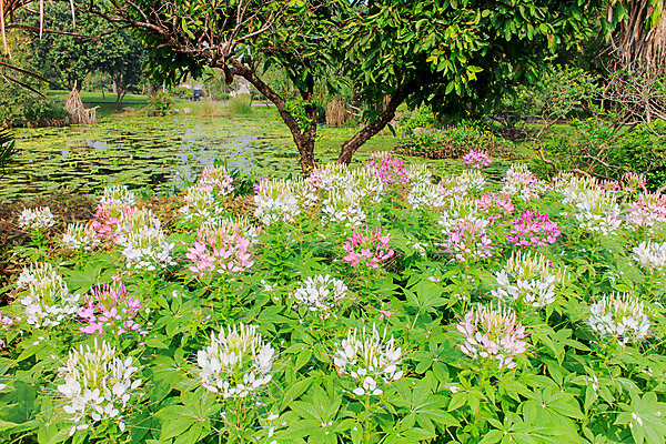 포토 JPG 해외이미지 식물 공원 꽃 분홍색 백그라운드 꽃무늬 자연 풍경 사람없음 야외 가로 초록색 여름 컬러풀 정원 보라색 봄 성장 신선 개화 가시 닫기 만족 그림 원예 조경 화단 거미 내추럴 많음 해외202004 해외포토 계절 공공시설 감정 컬러 곤충 컨셉 무늬 모션 취미 생태계 파일형식 이미지허브