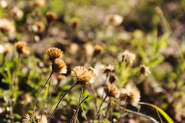 포토 JPG 해외이미지 식물 백그라운드 밭 자연 건조 따뜻함 씨앗 풍경 잔디 사람없음 아웃포커스 초록색 여름 빛 햇빛 태양 갈색 노란색 봄 가을 흰색 황금 내추럴 해외202004 해외포토 자연요소 계절 컬러 농업 촬영기법 생태계 파일형식 이미지허브