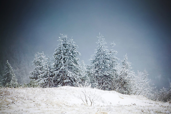포토 JPG 해외이미지 나무 계절 행복 여행 백그라운드 크리스마스 겨울 자연 하늘 날씨 휴가 새로움 산 기념 요정 국립공원 풍경 사람없음 야외 파란색 빛 태양 얼음 축제 추위 흰색 축하 소나무 눈송이 숲 12월 연도 서리 전나무 루마니아 1월 폭설 눈내림 해외202004 해외포토 자연요소 식물 공원 기념일 감정 유럽 컬러 컨셉 눈_날씨 날짜 자연재해 생태계 파일형식 이미지허브