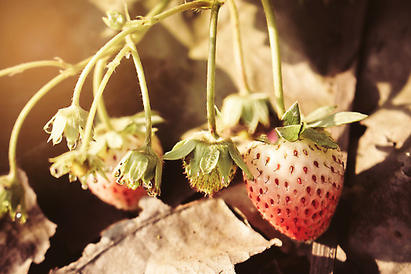 포토 JPG 해외이미지 계절 열매 음식 농업 다이어트 과일 재료 탁자 딸기 디저트 건강 사람없음 빨간색 초록색 농작물 농장 쌓기 바구니 봄 성장 신선 닫기 달콤 맛 5월 먹기 유기농 날것 포도나무 흙더미 숙성 채식주의자 비건 해외202004 해외포토 식물 웰빙 산업 컬러 가구 컨셉 모션 흙 날짜 과일나무 채식 파일형식 더미 이미지허브