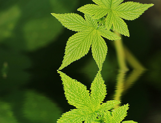 포토 JPG 해외이미지 식물 계절 잎 오렌지 자연 나선형 사람없음 야외 초록색 반사 노란색 정원 성장 가을 황금 묘사 포도나무 해외202004 해외포토 컬러 무늬 과일 과일나무 생태계 파일형식 이미지허브