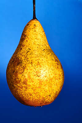 포토 JPG 해외이미지 식물 음식 과일 자연 건강 사람없음 파란색 가을 큼 과수원 폴란드 해외202004 해외포토 계절 유럽 컬러 농업 크기 생태계 파일형식 이미지허브