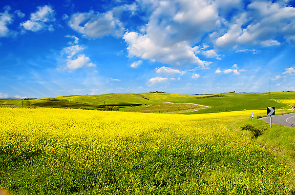 포토 JPG 해외이미지 나무 식물 구름 영어 계절 꽃 유럽 선 밭 자연 하늘 날씨 잉글랜드 주택 건강 옥수수 풍경 사람없음 야외 초록색 여름 파란색 컬러풀 노란색 평화 마을 환경 맑음 봄 수확 성장 벚꽃 흰색 시골 신선 숲 밀 언덕 귀 장면 내추럴 해외202004 해외포토 자연요소 문자 나라 컬러 컨셉 농업 영국 곡류 건물 신체부위 생태계 파일형식 이미지허브