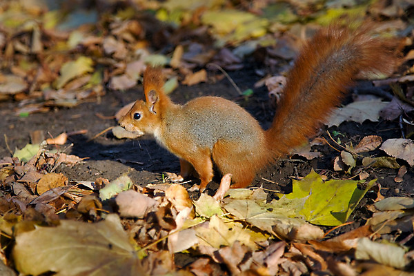 포토 JPG 해외이미지 나무 식물 동물 공원 야생동물 잎 포유류 자연 사람없음 야외 목재 빨간색 회색 가을 설치류 숲 다람쥐 해외202004 해외포토 계절 공공시설 컬러 재료 생태계 파일형식 이미지허브