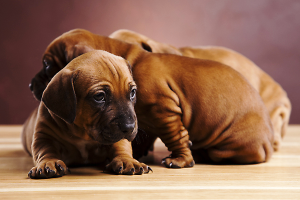 포토 JPG 해외이미지 반려견 새끼 엎드리기 실내 세마리 앉기 사람없음 반려동물 귀여움 기댐 턱괴기 강아지 닥스훈트 갈색배경 해외202004 해외포토 동물 백그라운드 컨셉 모션 3 내부 갈색 개 파일형식 이미지허브