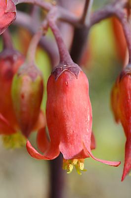 포토 JPG 해외이미지 모양 나무 식물 꽃 잎 꽃무늬 자연 불꽃 사람없음 목재 빨간색 초록색 여름 환경 정원 벚꽃 종 나뭇가지 호주 원예 내추럴 벌거벗은 해외202004 영광군 해외포토 계절 컬러 무늬 재료 불 취미 오세아니아 전라남도 생태계 파일형식 이미지허브