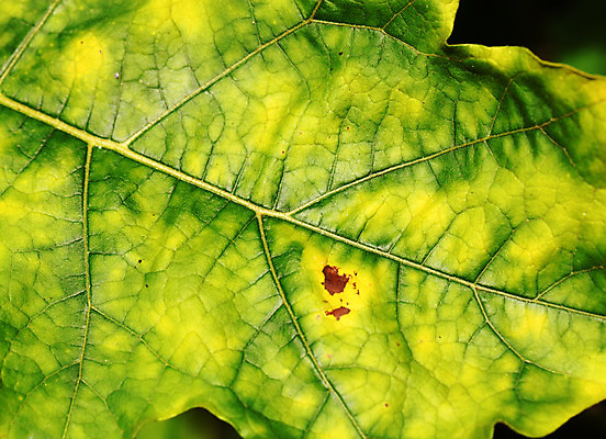 포토 JPG 해외이미지 나무 식물 계절 잎 패턴 농업 자연 세포 건강 사람없음 초록색 정원 봄 활발 성장 가을 나뭇가지 신선 숲 이슬 허브 순수 묘사 에코 유기농 생태계 질감 생물학 정맥 내추럴 생태학 그리너리 해외202004 해외포토 웰빙 교육 산업 컬러 컨셉 무늬 환경 혈관 파일형식 트랜드컬러 이미지허브