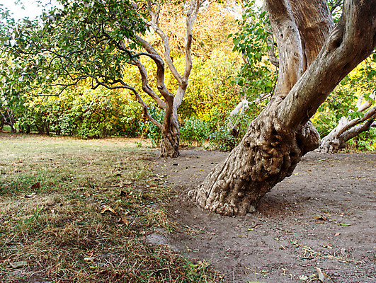 포토 JPG 해외이미지 나무 식물 계절 공원 백그라운드 잎 벤치 의자 오렌지 자연 휴식 풍경 사람없음 야외 목재 초록색 햇빛 노란색 평화 정원 침묵 일몰 가을 나뭇가지 황금 고독 주식 숲 장면 우크라이나 해외202004 해외포토 공공시설 감정 유럽 컬러 가구 컨셉 과일 재료 금융 태양 노을 소리 생태계 파일형식 이미지허브