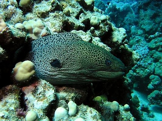 포토 JPG 해외이미지 식물 동물 야생동물 잎 자연 표면 어류 사람없음 물 반사 수중 투명 스노클링 산호 잠수부 다이빙 암초 동물상 해외202004 해외포토 자연요소 조형물 수영 수중동물 수상스포츠 자포동물 전문직 생태계 수중스포츠 파일형식 이미지허브