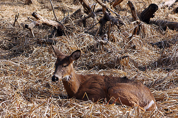포토 JPG 해외이미지 나무 동물 계절 공원 야생동물 밭 포유류 자연 휴식 뿔 사람없음 야외 갈색 머리 쌓기 달러 흰색 나뭇가지 시골 숲 방목 바퀴자국 싱글 꼬리 사냥 귀 내추럴 동물상 아기사슴 암사슴 해외202004 해외포토 식물 공공시설 새끼 컬러 컨셉 돈 농업 자국 모션 사슴 신체부위 조형물 축산업 암컷 생태계 파일형식 이미지허브