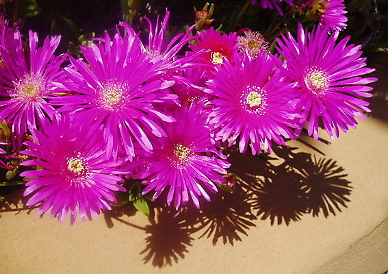 포토 JPG 해외이미지 꽃 분홍색 사람없음 보라색 만족 해외202004 해외포토 식물 감정 컬러 파일형식 이미지허브