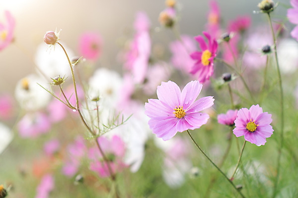 포토 JPG 해외이미지 식물 꽃잎 꽃 선 분홍색 꽃무늬 밭 자연 풍경 사람없음 장식 초록색 여름 컬러풀 노란색 정원 맑음 봄 활발 벚꽃 가을 흰색 신선 개화 닫기 묘사 코스모스 꽃가루 강렬 해외202004 해외포토 계절 컬러 컨셉 무늬 농업 모션 날씨 가루 생태계 파일형식 이미지허브